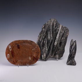 3pc Group of Ammonite and Orthoceras Fossil Specimens