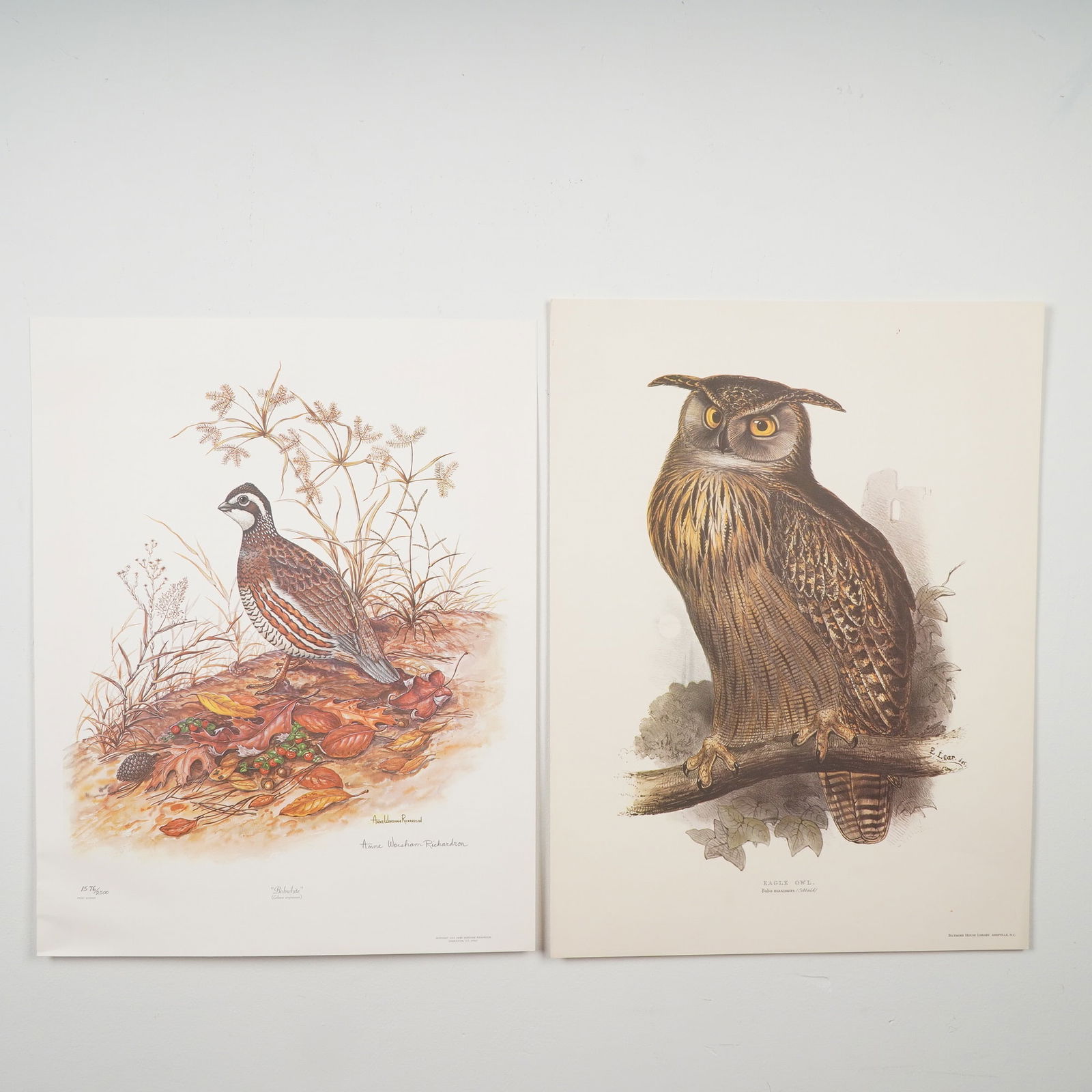 2pc Bird Prints, Eagle Owl and Signed Bobwhite by Anne Richardson: Pair of decorative bird prints including Eagle Owl (Bubo maximus) by Edward Lear, a finely detailed reproduction print, and Bobwhite (Colinus virginianus) by Anne Worsham Richardson, a celebrated wild