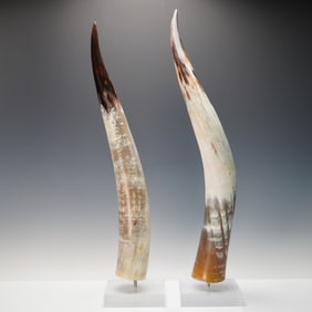Pair of Mounted Cattle Horns on Acrylic Bases