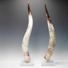 Pair of Mounted Cattle Horns on Acrylic Bases