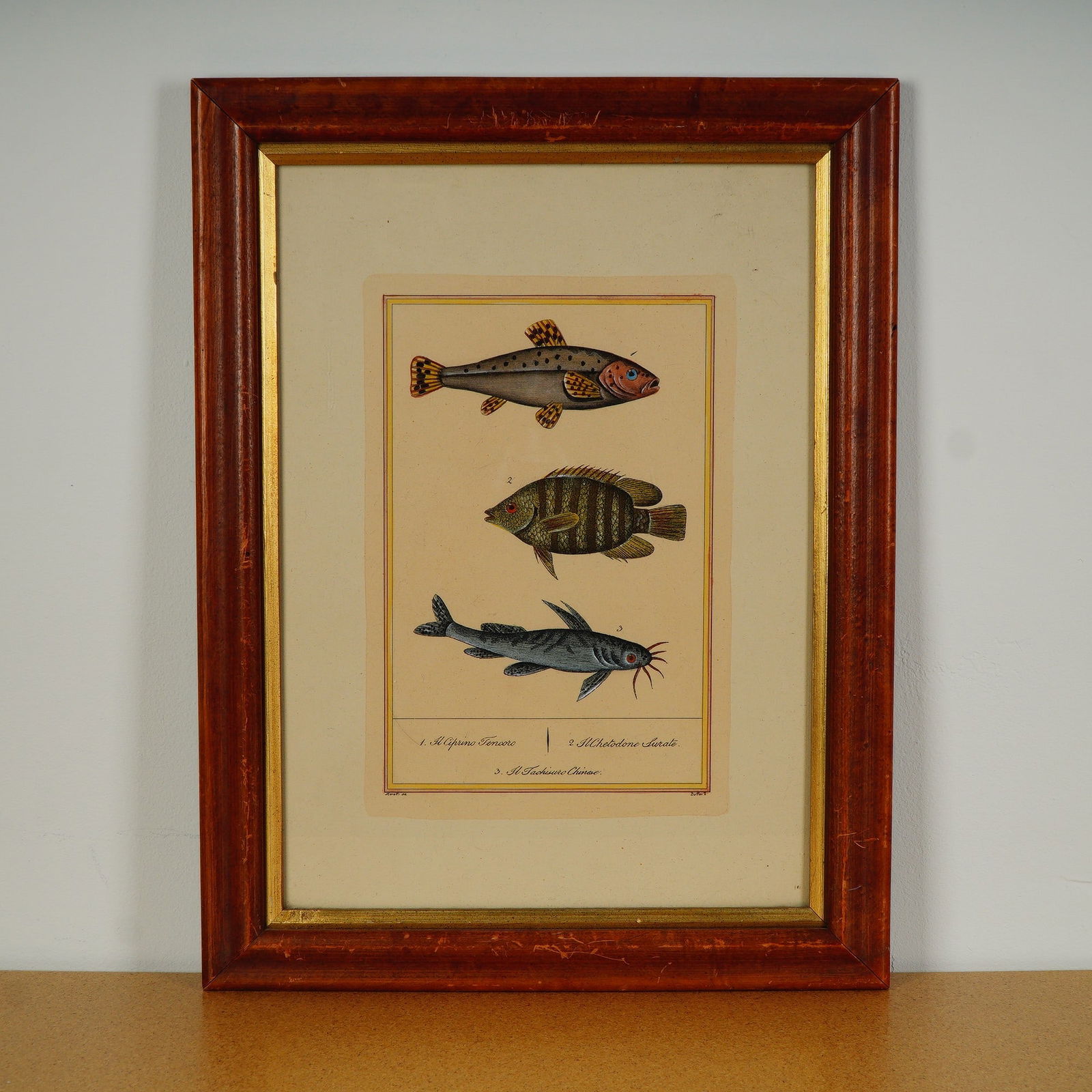 After Buffon, Color Engraving, Tropical Fish, Italian Edition Moretti Inc. (1 of 5)