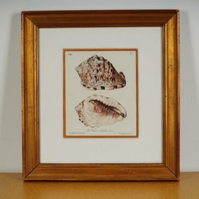 Hand-Colored Sea Shells Engraving on Paper after Georg Wolfgang Knorr