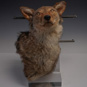 Taxidermy Coyote Shoulder Mount on Wooden Plaque