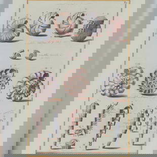 Hand-Colored Engraving of Nautilus Shells for Niccolo Gualtieri: This finely executed hand-colored engraving after Antonio Pazzi for Niccolo Gualtieri depicts detailed scientific illustrations of various Nautilus shells, showcasing the precision and artistry charac
