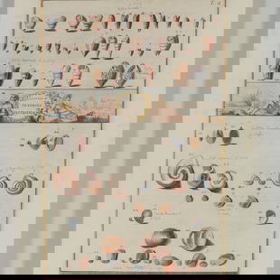 Hand-Colored Engraving of Freshwater Mollusks for Niccolo Gualtieri: Exquisite hand-colored copperplate engraving depicting detailed studies of freshwater shells with vivid naturalistic coloring. The illustration, engraved with the names Giuseppe Menabuoni and engraver