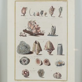 Hand-Colored Engraving of Seashells for Niccolo Gualtieri