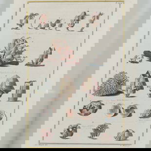 Hand-Colored Engraving of Seashells for Niccolo Gualtieri: This captivating copperplate engraving, delicately hand-colored and framed in glass, was engraved after Antonio Pazzi for Niccolo Gualtieri's Index Testarum Conchyliorum, one of the earliest scientifi