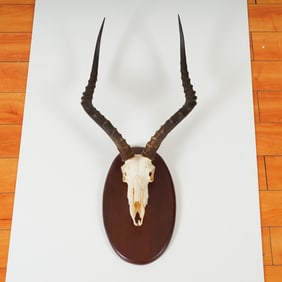 Ceonie and Thea Swanepoel Taxidermy Mounted Spiral-Horn Antelope Skull