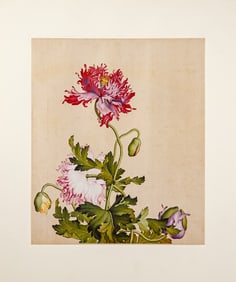 After Lang Shining, Color Print on Silk Paper, Poppies