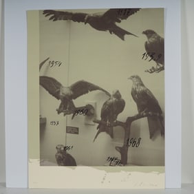 Andrei Roiter, Limited Edition Serigraph, Birds and Dates Motif, Signed