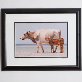 John Harting, Color Photograph, Sea Cows, Signed