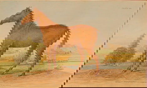 19th Century Color Engraving, Lord Morton Mare, Natural History of Horses