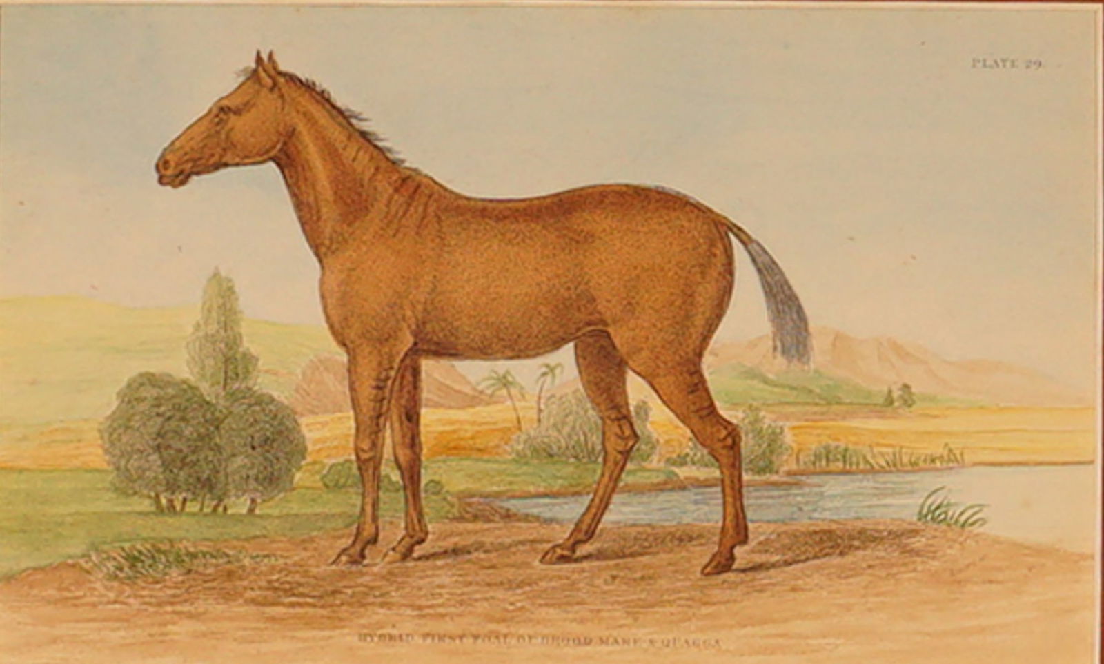 19th Century Color Engraving, Lord Morton Mare, Natural History of Horses (1 of 5)