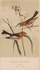John James Audubon (American, 1785-1851), 19th C. Hand Colored Lithograph