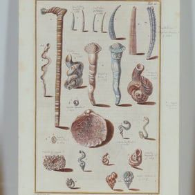 Hand-Colored Engraving Marine Tusk and Tube Shells for Niccolo Gualtieri