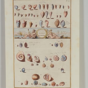 Hand-Colored Engraving of Freshwater Mollusks for Niccolo Gualtieri