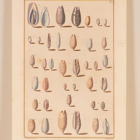 Hand-Colored Engraving of Shells & Coral for Niccolo Gualtieri
