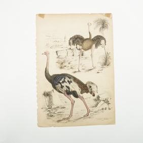 Antique Hand-Tinted Engraving, Ostriches, by Turvey