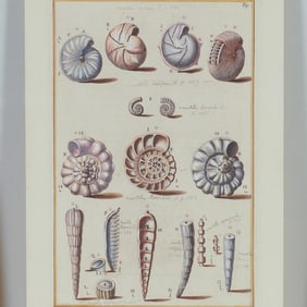 Hand-Colored Engraving of Nautilus Shells for Niccolo Gualtieri