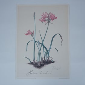 Thalia Lincoln Botanical Print, Nerine Bowdenii