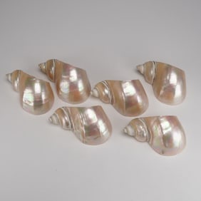 6pc Polished Turbo Seashell Napkin Holders