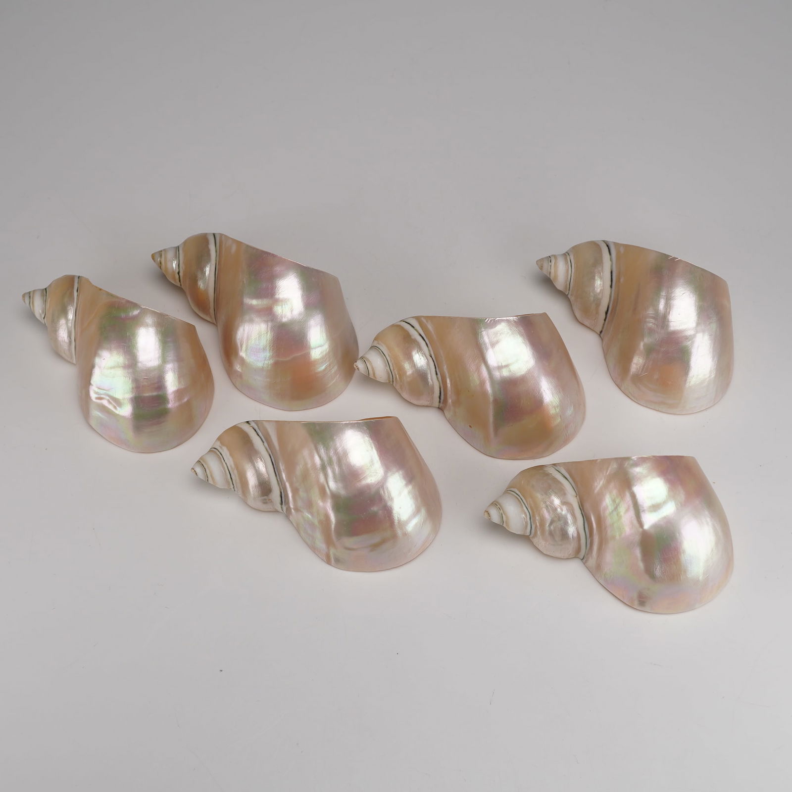 6pc Polished Turbo Seashell Napkin Holders (1 of 4)