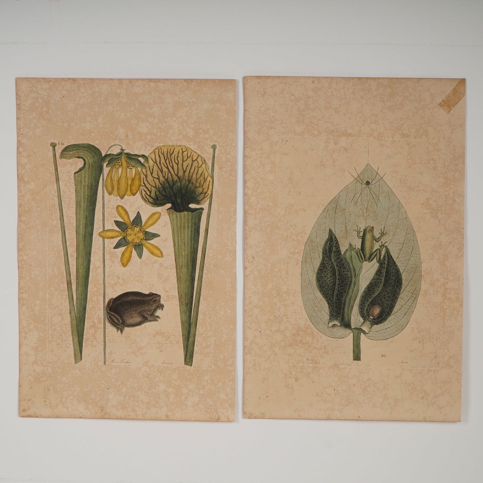 2pc Mark Catesby, Hand-Colored Engravings, Natural History of Carolina (1 of 6)