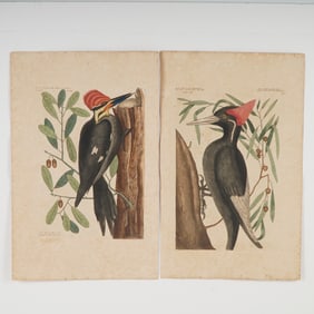 2pc Mark Catesby Hand-Colored Engravings, Natural History of Carolina