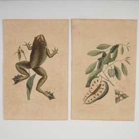 2pc Mark Catesby Hand-Colored Engravings, Natural History of Carolina