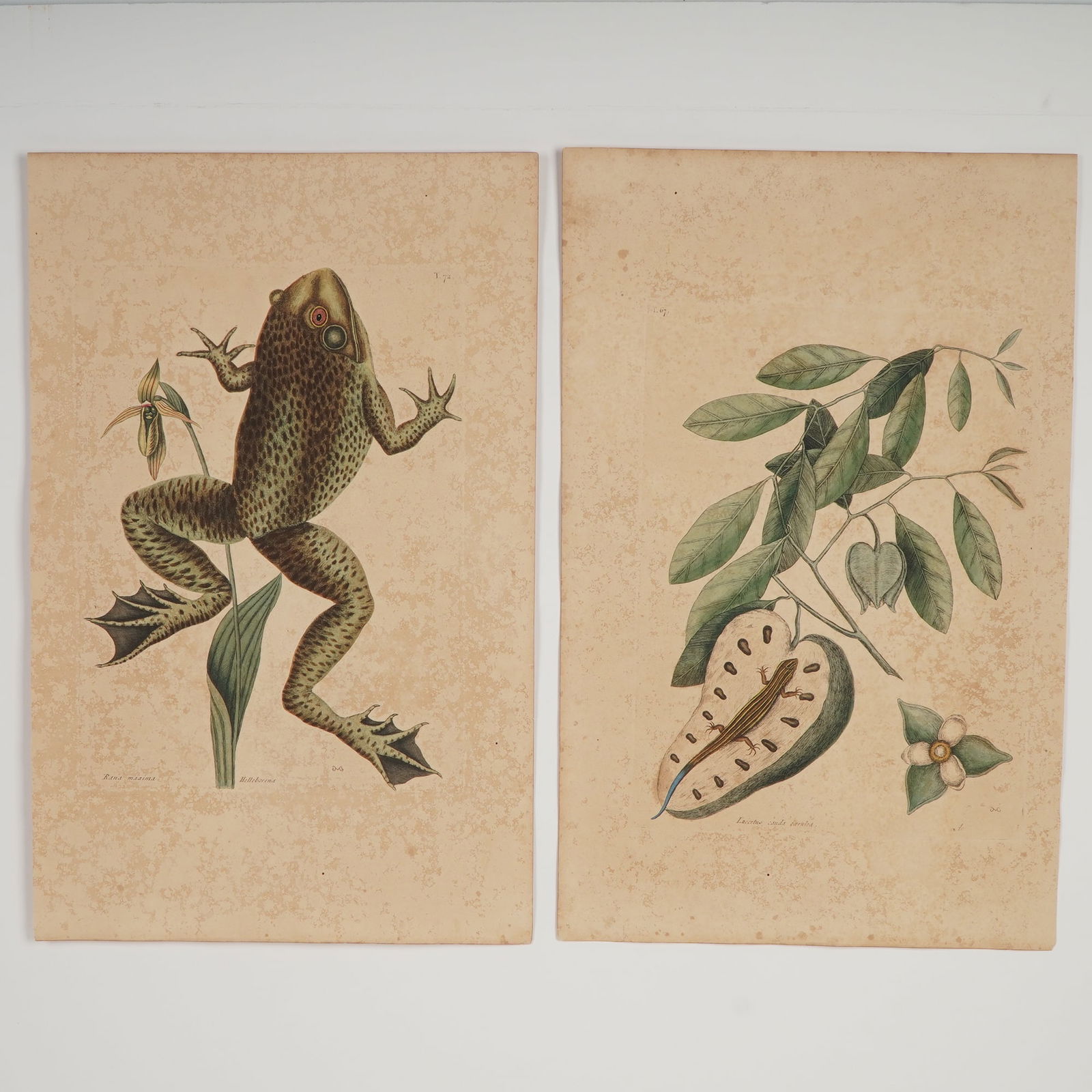 2pc Mark Catesby Hand-Colored Engravings, Natural History of Carolina (1 of 5)