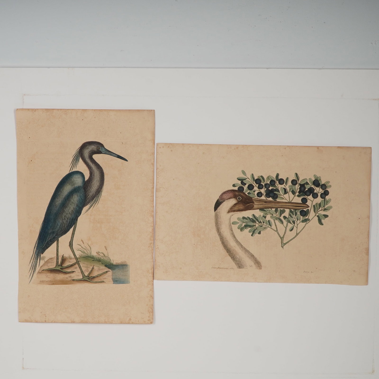 2pc Mark Catesby Hand-Colored Engravings, Natural History of Carolina (1 of 5)