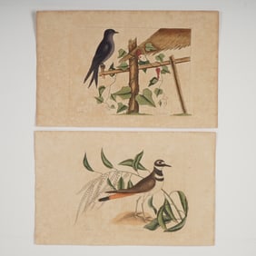 2pc Mark Catesby Hand-Colored Engravings, Natural History of Carolina