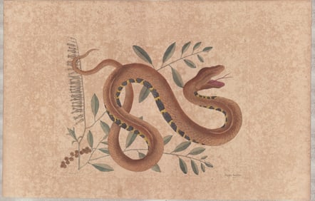 2 Mark Catesby Engravings - Water Viper & Pigmy Rattlesnake
