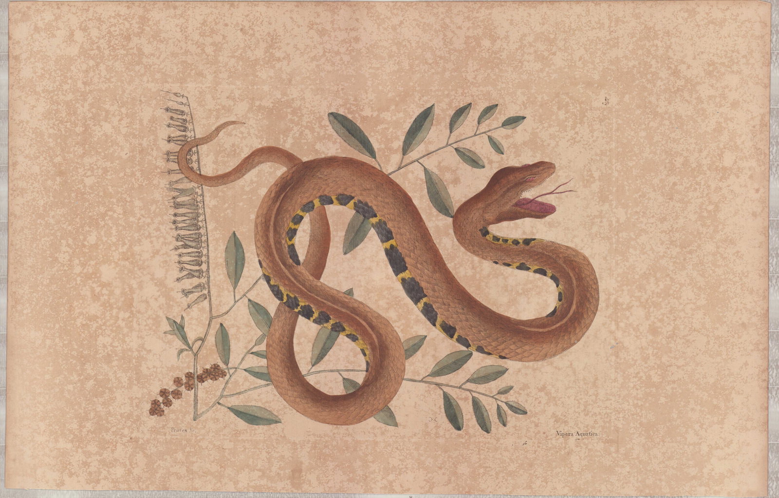 2 Mark Catesby Engravings - Water Viper & Pigmy Rattlesnake: A pair of hand-colored natural history engraved illustrations depicting zoological and botanical subjects from Mark Catesby's seminal work, The Natural History of Carolina, Florida and the Bahama Isla