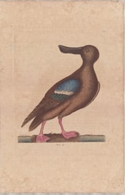 Mark Catesby Hand Color Engravings, Waterfowl and Ducks