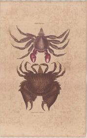 2 Mark Catesby Copperplate Engravings - Marine Crustaceans