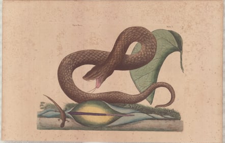 2 Mark Catesby Engravings - Brown Viper & Black Viper Studies