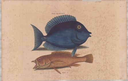 2 Mark Catesby Engravings - Mangrove Snapper, Blue Tang & Coney Fish