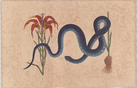 2 Mark Catesby Engravings - Wampum Snake & Glass Snake