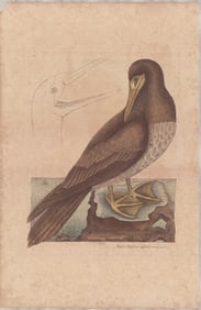 2 Mark Catesby Natural History Engravings - Booby & Black Skimmer