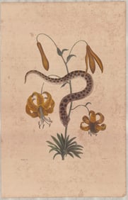 2pc Mark Catesby Hand-Colored Engravings - Snakes & Flora Studies