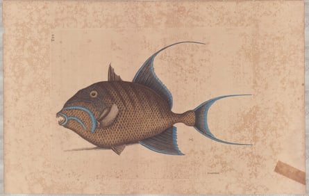 3 Mark Catesby Engravings - Catfish, Barracudas & Old Wife Fish