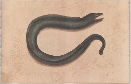 3 Mark Catesby Engravings - Morays & Lane Snapper