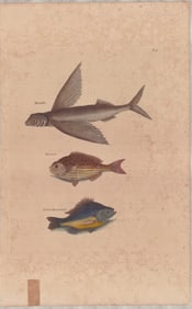 3pc Mark Catesby Hand Color Engravings, Fish Studies