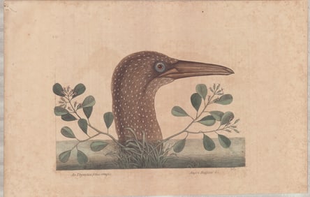 2 Mark Catesby Copperplate Engravings - Great Booby & Oyster-Catcher