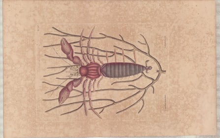 2 Mark Catesby Copperplate Engravings - Sea Hermit Crab & Button-Wood