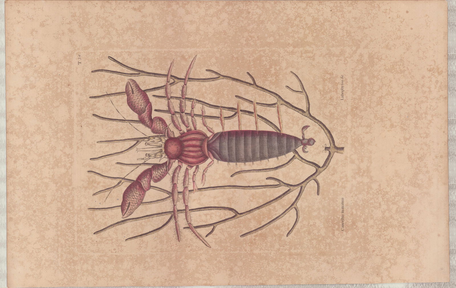 2 Mark Catesby Copperplate Engravings - Sea Hermit Crab & Button-Wood: A pair of hand-colored copperplate engravings by Mark Catesby from his seminal work, The Natural History of Carolina, Florida, and the Bahama Islands. The illustrations depict natural history subjects