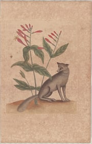 2 Mark Catesby Engravings - Grey Fox & Grey Fox Squirrel