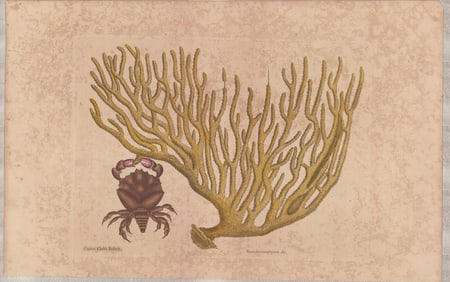 2 Mark Catesby Engravings - Red Claw Crab & Land Crab