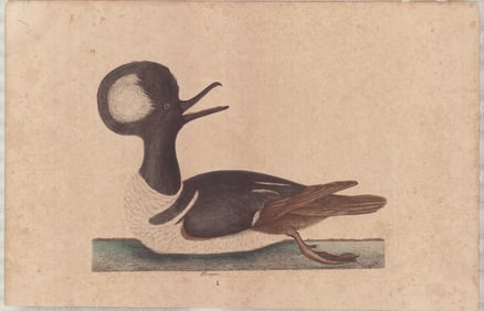 2 Mark Catesby Natural History Prints - Merganser Ducks Studies